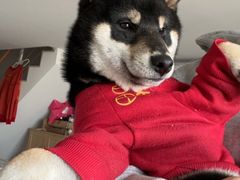 -翊宠yipet猫狗购宠庄园犬舍•猫舍