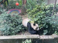 -成都动物园
