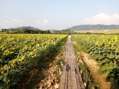 -光明小镇欢乐田园