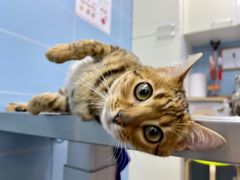 -北京博爱动物医院有限公司