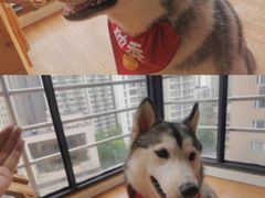 -Husky Go! 哈士奇体验馆·宠物咖啡厅狗咖