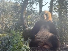-中国大熊猫保护研究中心雅安碧峰峡基地