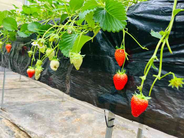三圣乡高架草莓采摘园 