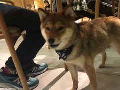 -柴务处·柴犬主题狗咖