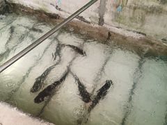-姥家大锅台水库渔家