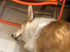 -平行世界·猫咖(首经贸店)