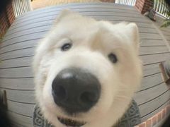 -趣玩宠物乐园寄养训犬训狗游泳池