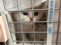-中华新路幼儿园沪太园