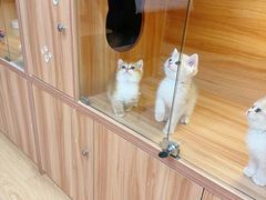-猫十亿·布偶金渐层·曼基康矮脚猫舍(青年路店)
