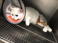 -乐派堂宠物医院·猫友好· 心脏科(东街店)