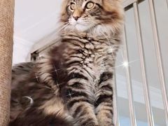 -70cat德文卷毛猫·缅因猫纯种猫舍