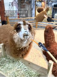 -Zoolung Zoolung动物主题公园(海信广场店)
