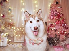 -超宠爱宠物摄影-Super pet