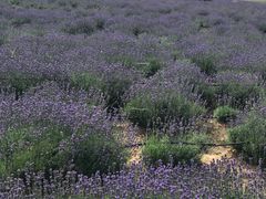 -曲江薰衣草庄园
