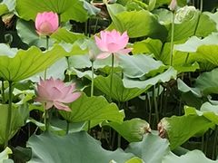 -荔湾湖公园