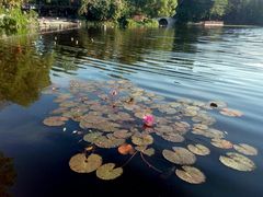 -荔湾湖公园
