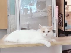 -平行世界·猫咖(首经贸店)