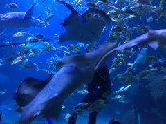 -左海海底世界