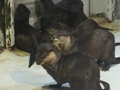 -华夏文旅海洋公园