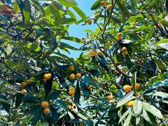 -塘栖枇杷特色园区