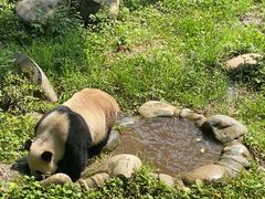 -都江堰中华大熊猫苑