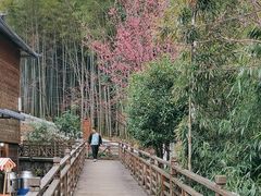 -金子山原生态旅游风景区