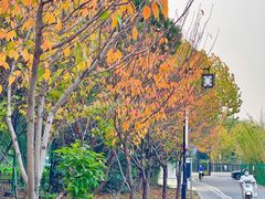 -树山生态村