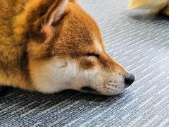-柴源莊·柴小宠柴犬咖啡