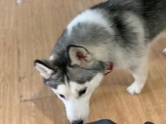 -Husky Go! 哈士奇体验馆·宠物咖啡厅狗咖