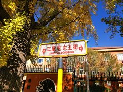 -三里屯东五街银杏大道