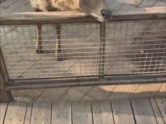 -北京鹿世界主题园