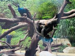 -熊猫自助餐厅.萌趣城堡(长隆熊猫酒店)