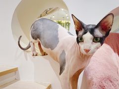 -猫域·湾主题猫咖·宠物吧(南坪城市广场店)