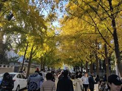 -三里屯东五街银杏大道