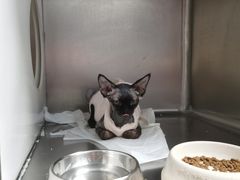 -瑞派·关忠动物医院·异宠专科·犬猫肿瘤·皮肤专科(望京店)