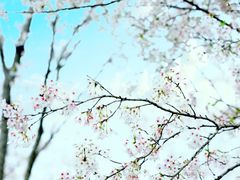 -武汉紫薇都市田园