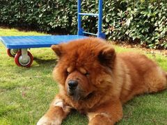 -伟伟宠物医院·CT影像中心·瑞派犬猫综合性门诊(汉口总院)