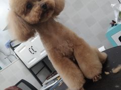 -芭比堂动物医院·犬猫全科·异宠专科(雁塔分院)