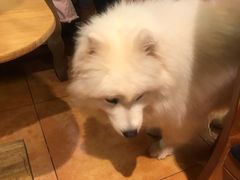 -more than meow吴止猫主题餐厅(承德 中船汇店)