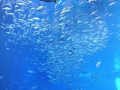 -成都浩海立方海洋公园