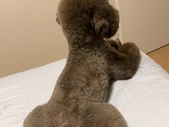 -北京恒爱动物医院(清景园分院)