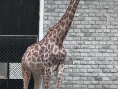 -石家庄市动物园