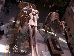 -陕西自然博物馆