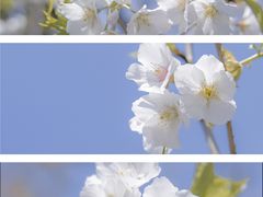 -顾村公园