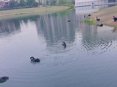 -洋湖国家湿地公园