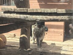 -青藏高原野生动物园