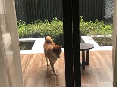 -上海崇明金茂凯悦酒店