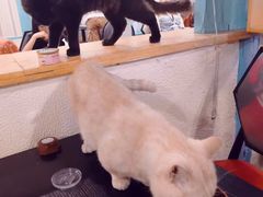 -猫小院猫主题咖啡厅(北锣店)