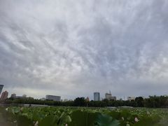 -莲花池公园