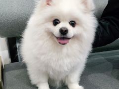 -伟伟宠物医院·CT影像中心·瑞派犬猫综合性门诊(汉口总院)